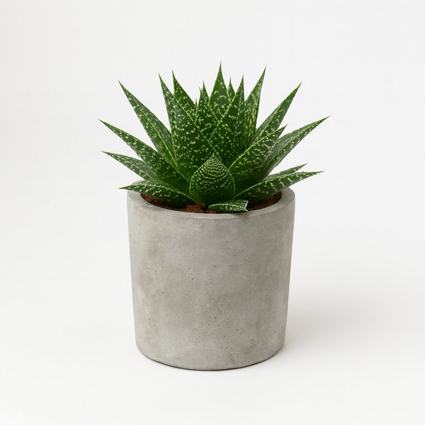 Gasteria Hybride Aurora 15cm im 11cm Topf