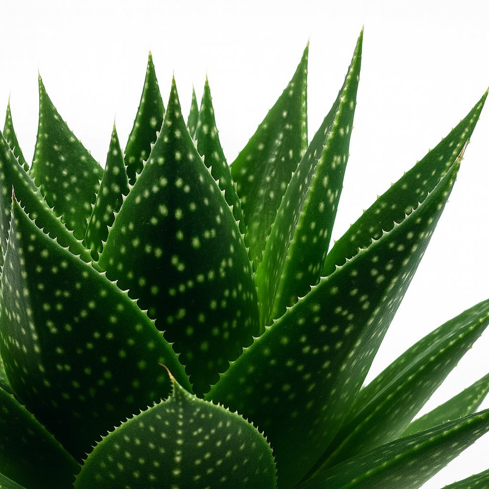 Gasteria Hybride Aurora 15cm im 11cm Topf Nahaufnahme