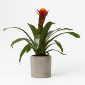 Guzmania Happiness 45cm im 12cm Topf