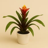 Guzmania Crown 45cm im 12cm Topf