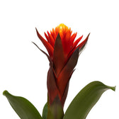 Guzmania Happiness 45cm im 12cm Topf Nahaufnahme
