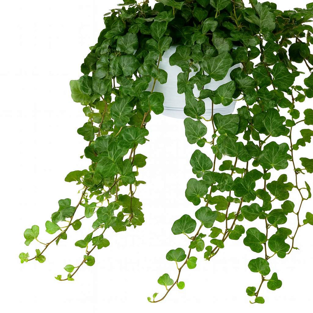 Hedera Wonder Green 70cm im 24cm Topf Nahaufnahme