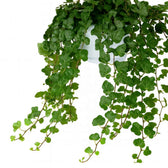 Hedera Wonder Green 70cm im 24cm Topf Nahaufnahme