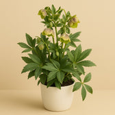 Helleborus Winterbells 45cm im 17cm Topf