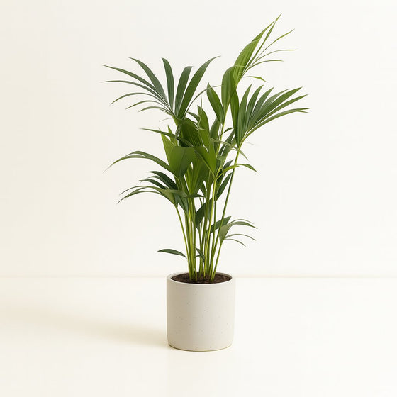 Howea Forsteriana