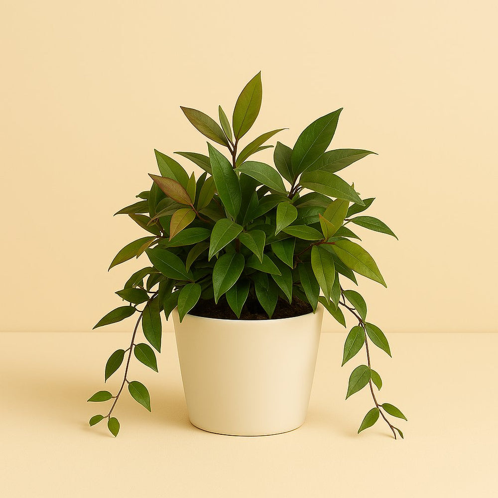Hoya Gracilix 20cm im 19cm Topf