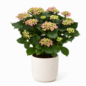 Hydrangea Curly Wurly 50cm – Ø23cm