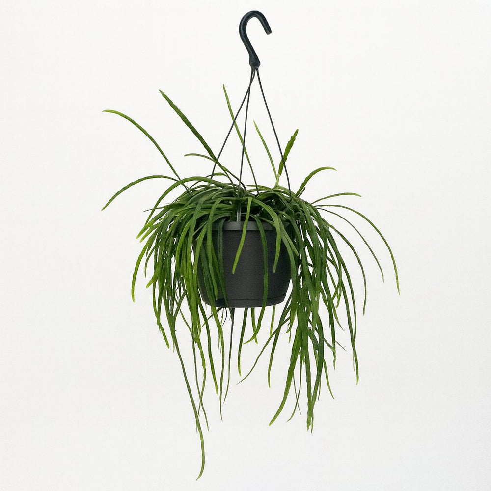 Lepismium Bolivianum 40cm im 17cm Topf