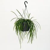 Lepismium Bolivianum 40cm im 17cm Topf