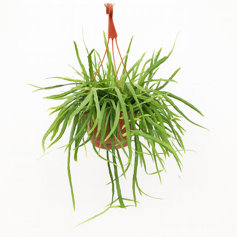 Lepismium Bolivianum 55cm im 17cm Topf