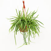 Lepismium Bolivianum 55cm im 17cm Topf