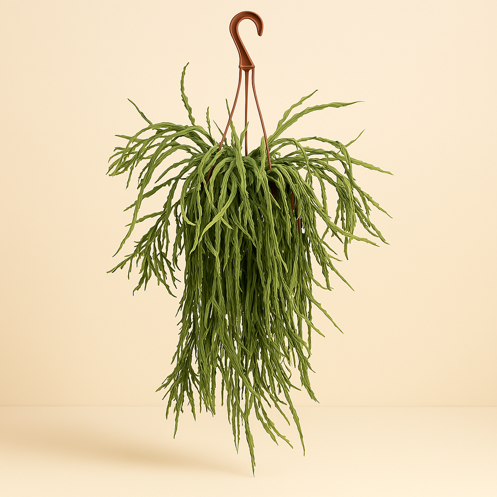 Lepismium Asuntapatense 60cm im 20cm Topf