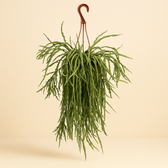 Lepismium Asuntapatense 60cm im 20cm Topf
