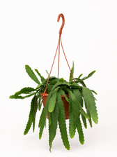 Lepismium Houletianum - Ø20cm - 50cm