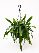 Lepismium Houletianum - Ø25cm - 50cm