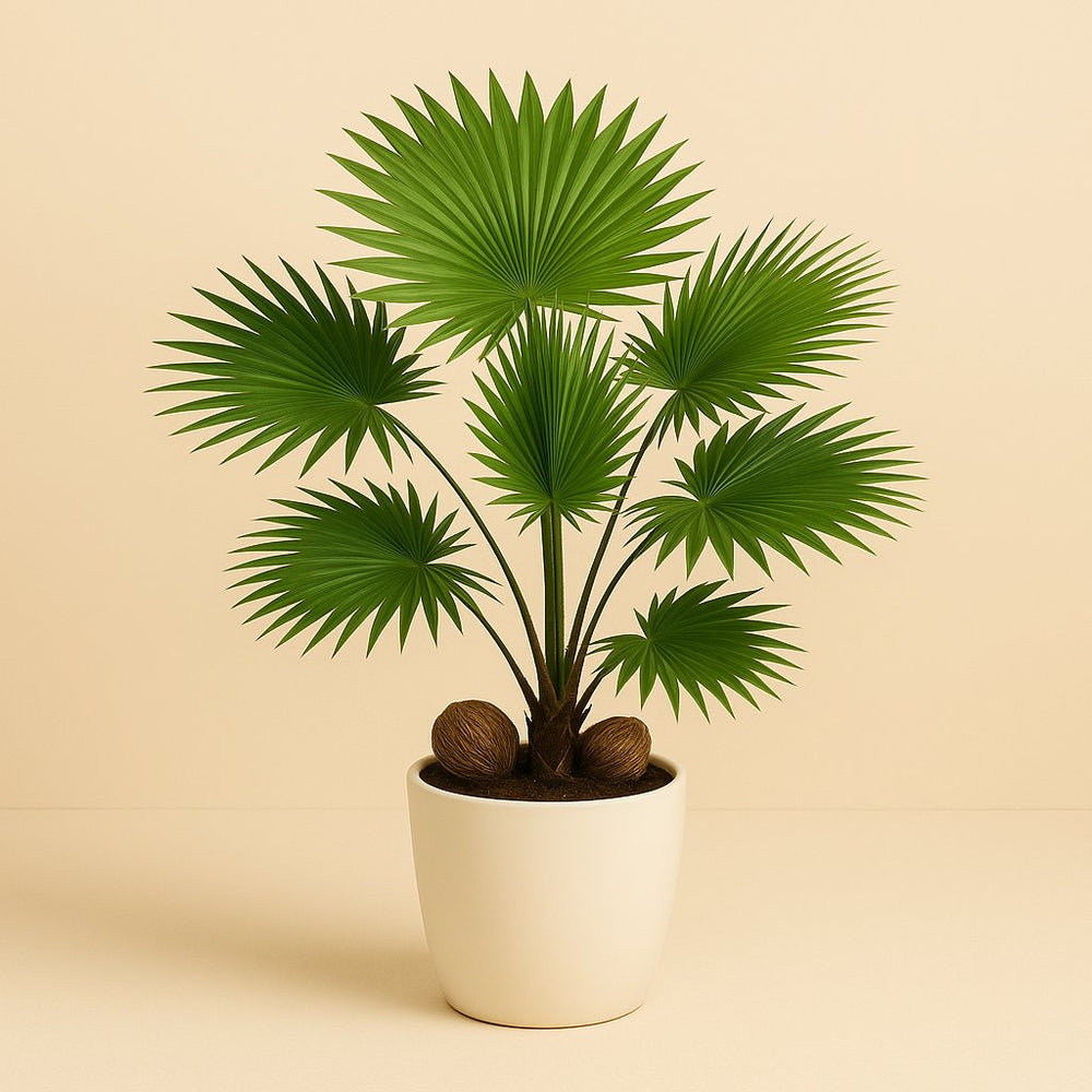 Livistona 65cm im 17cm Topf