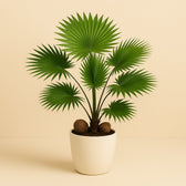 Livistona 65cm im 17cm Topf