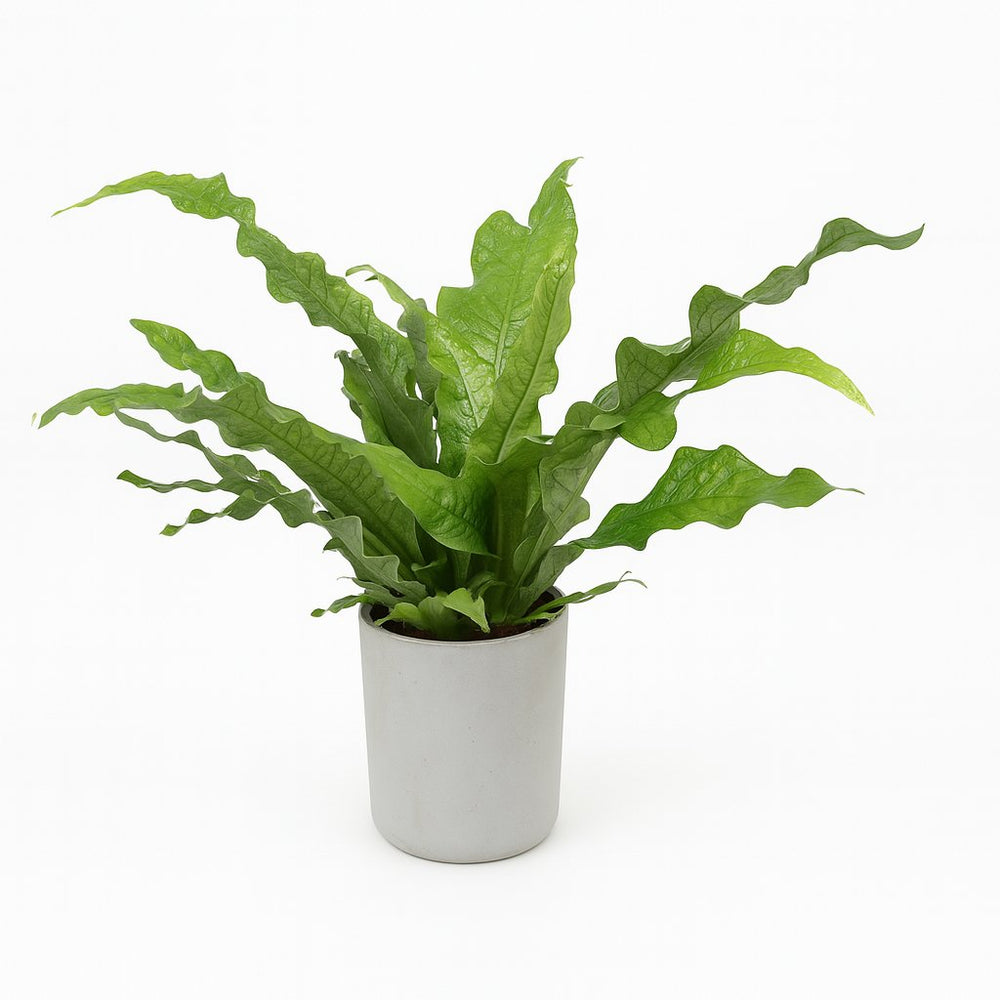 Microsorum Diversifolium 45cm im 17cm Topf