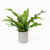 Microsorum Diversifolium 45cm im 17cm Topf