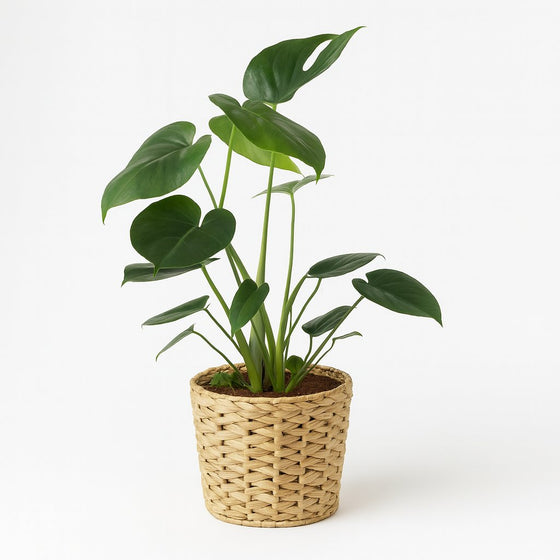 Monstera Deliciosa