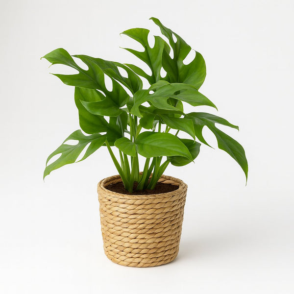 Monstera Minima 25cm im 12cm Topf
