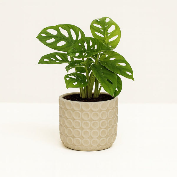 Monstera Monkey Leaf 30cm im 12cm Topf