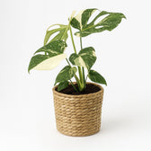 Monstera Thai Constellation 50cm im 15cm Topf mehrtriebig