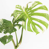 Monstera Thai Constellation 50cm im 15cm Topf Nahaufnahme