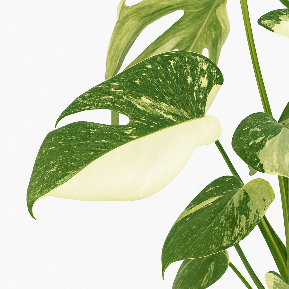 Monstera Thai Constellation 50cm im 15cm Topf mehrtriebig Nahaufnahme