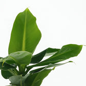 Musa Oriental Dwarf 25cm im 12cm Topf Nahaufnahme