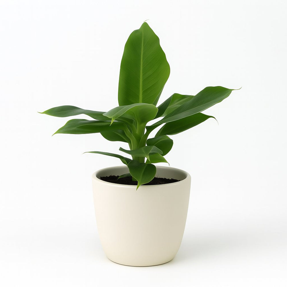 Musa Oriental Dwarf 25cm im 12cm Topf