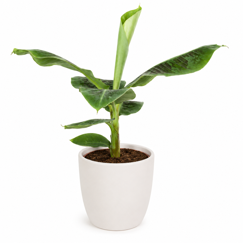 Musa Dwarf Cavendish Detail