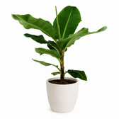 Musa Dwarf Cavendish - Ø27cm - 130cm