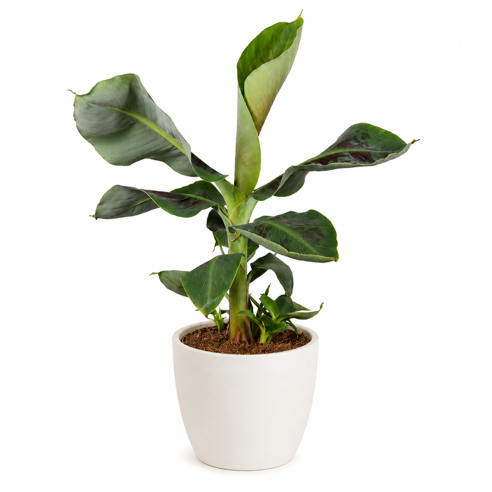 Musa Oriental Dwarf 45cm im 15cm Topf