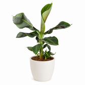 Musa Oriental Dwarf 45cm im 15cm Topf