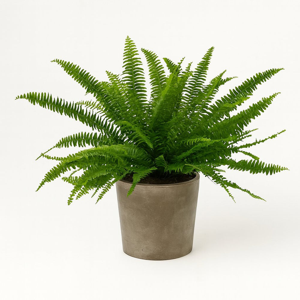 Nephrolepis Green Lady 40cm im 17cm Topf