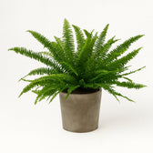 Nephrolepis Green Lady 40cm im 17cm Topf
