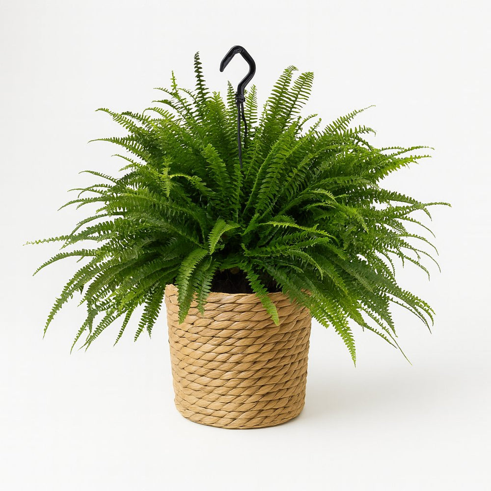 Nephrolepis Green Lady 60cm im 20cm Topf