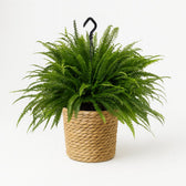 Nephrolepis Green Lady 60cm im 20cm Topf