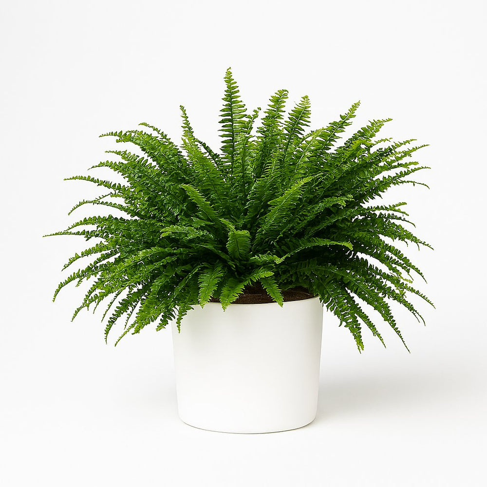 Nephrolepis Green Lady 60cm im 19cm Topf