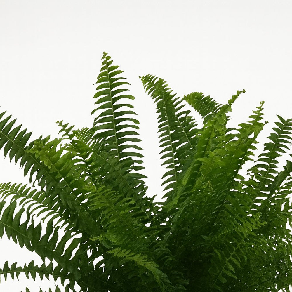 Nephrolepis Green Lady 40cm im 17cm Topf Nahaufnahme