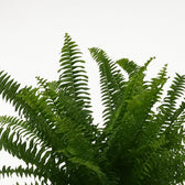 Nephrolepis Green Lady 40cm im 17cm Topf Nahaufnahme