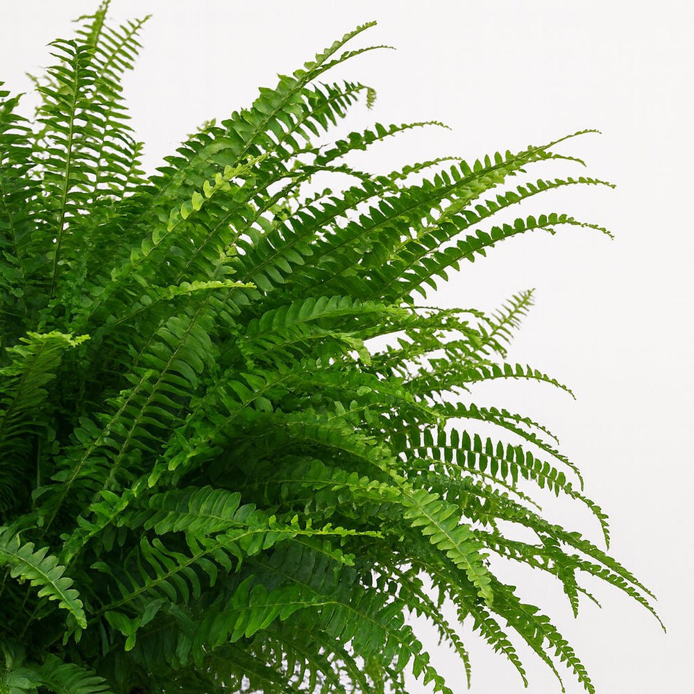 Nephrolepis Green Lady Topf Nahaufnahme