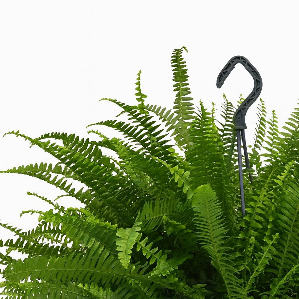 Nephrolepis Green Lady  im 20cm Topf Nahaufnahme