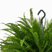 Nephrolepis Green Lady  im 20cm Topf Nahaufnahme