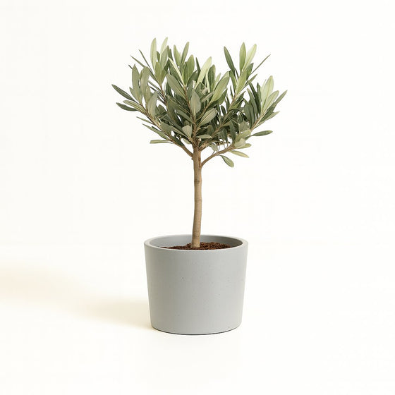 Olivenbäumchen (Olea Europaea)