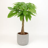Pachira Aquatica 80cm im 19cm Topf