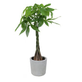 Pachira Aquatica 120cm im 24cm Topf