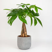Pachira Aquatica 35cm im 12cm Topf