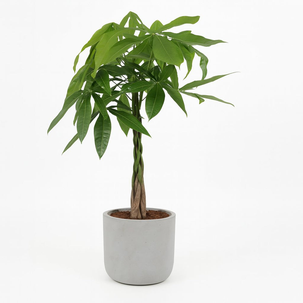 Pachira Aquatica 90cm im 21cm Topf